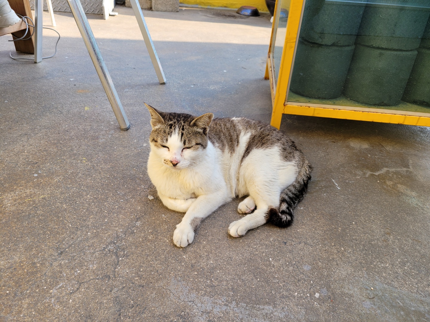 흰여울문화마을 고양이