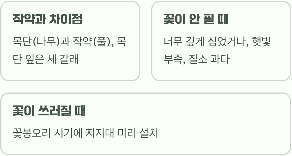 초보 정원사를 위한 목단꽃 키우기, 묘목 심기부터 월동까지 A to Z
