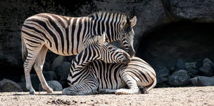 서울대공원 동물원의 초입에 있는 얼룩말