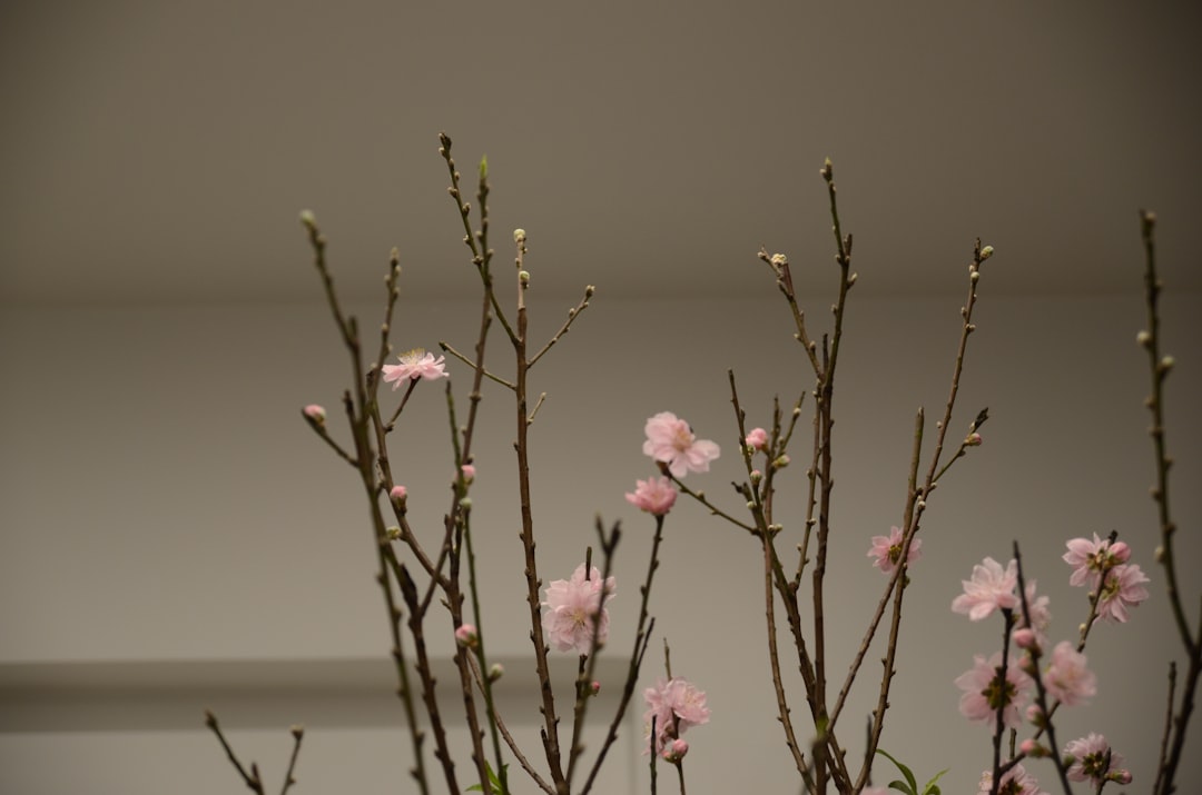 Peach Blossom