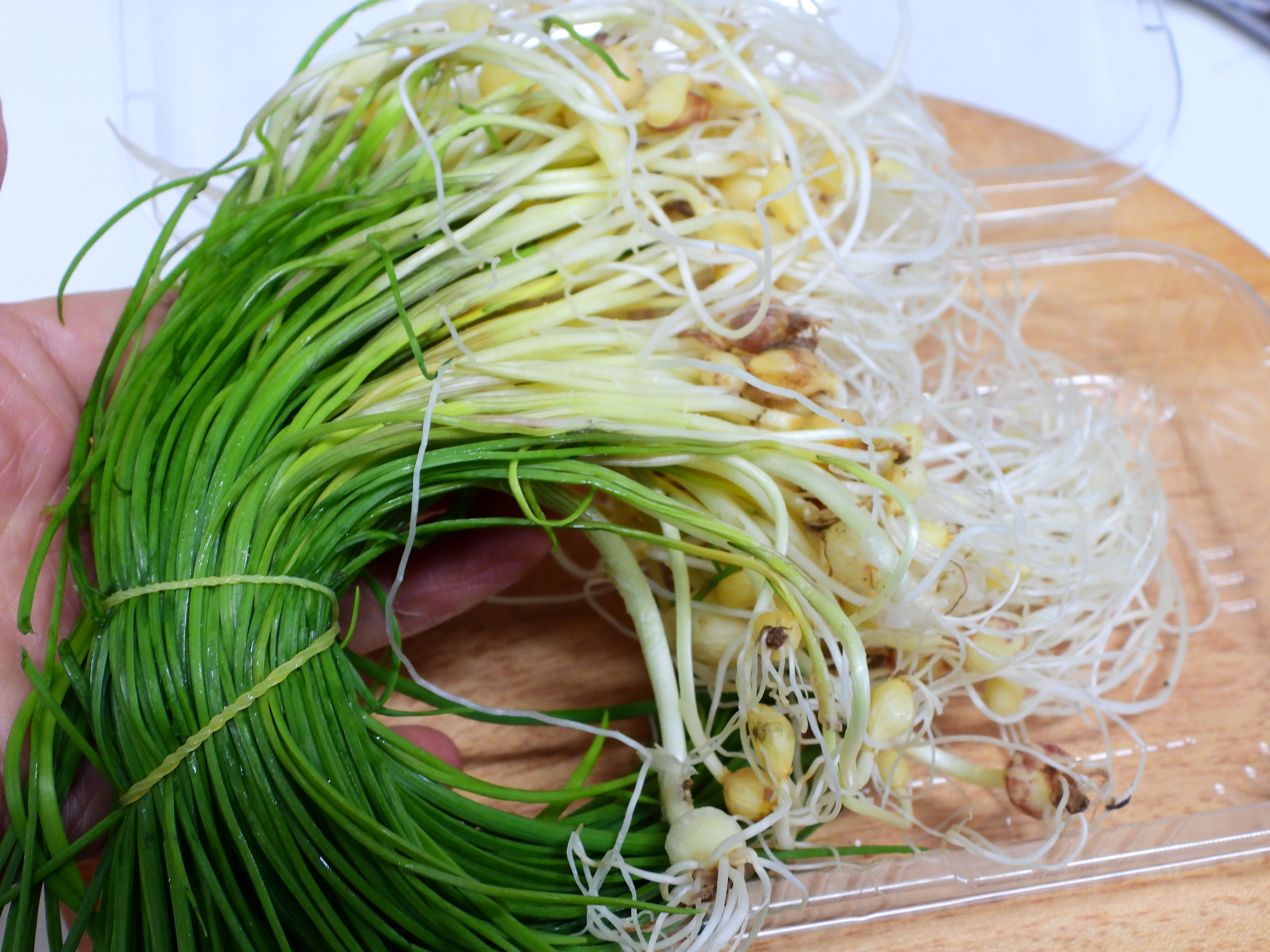 달래가 고무줄에 묶여있는 모습