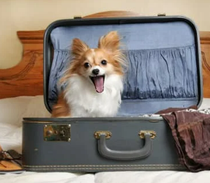 경기도 강아지 동반 여행지 추천 6곳