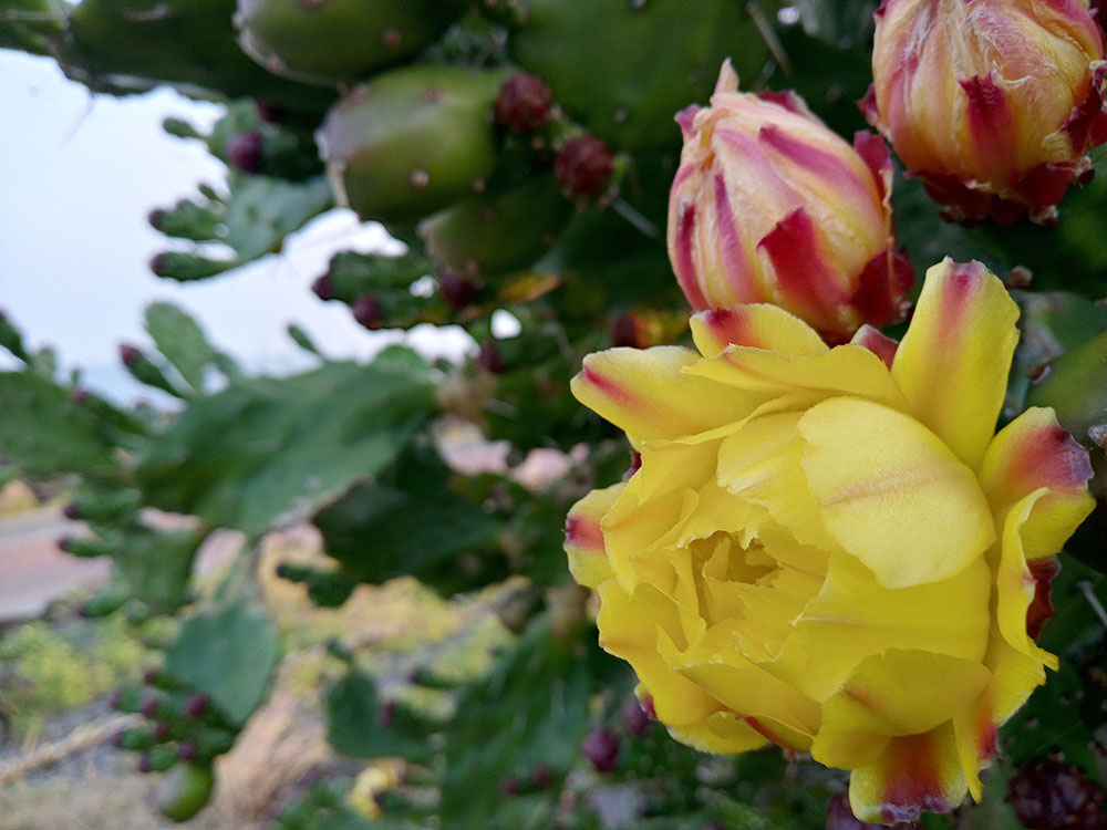 손바닥 선인장 백년초