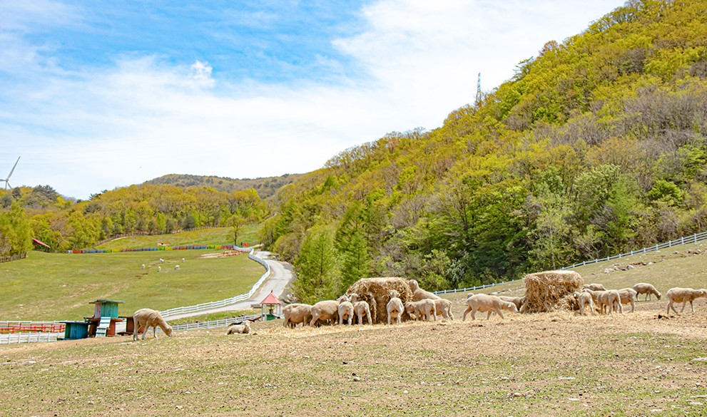 대관령하늘목장사진
