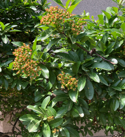 피라칸타 열매1