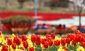 태안 안면도 튤립축제 개화상황