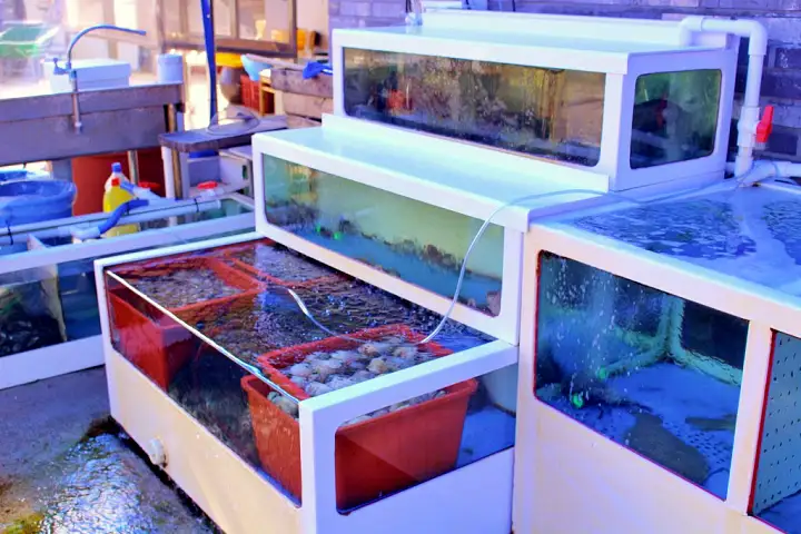 6시내고향 홍성 죽도 굴 새조개 주꾸미 맛집 추천