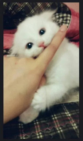고양이 깨물고 핥아줄 때 관절 핥기 집사 눈물 핥는 의미_42