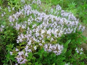 백리향 키우는 법 집에서 재배법 꿀팁_9