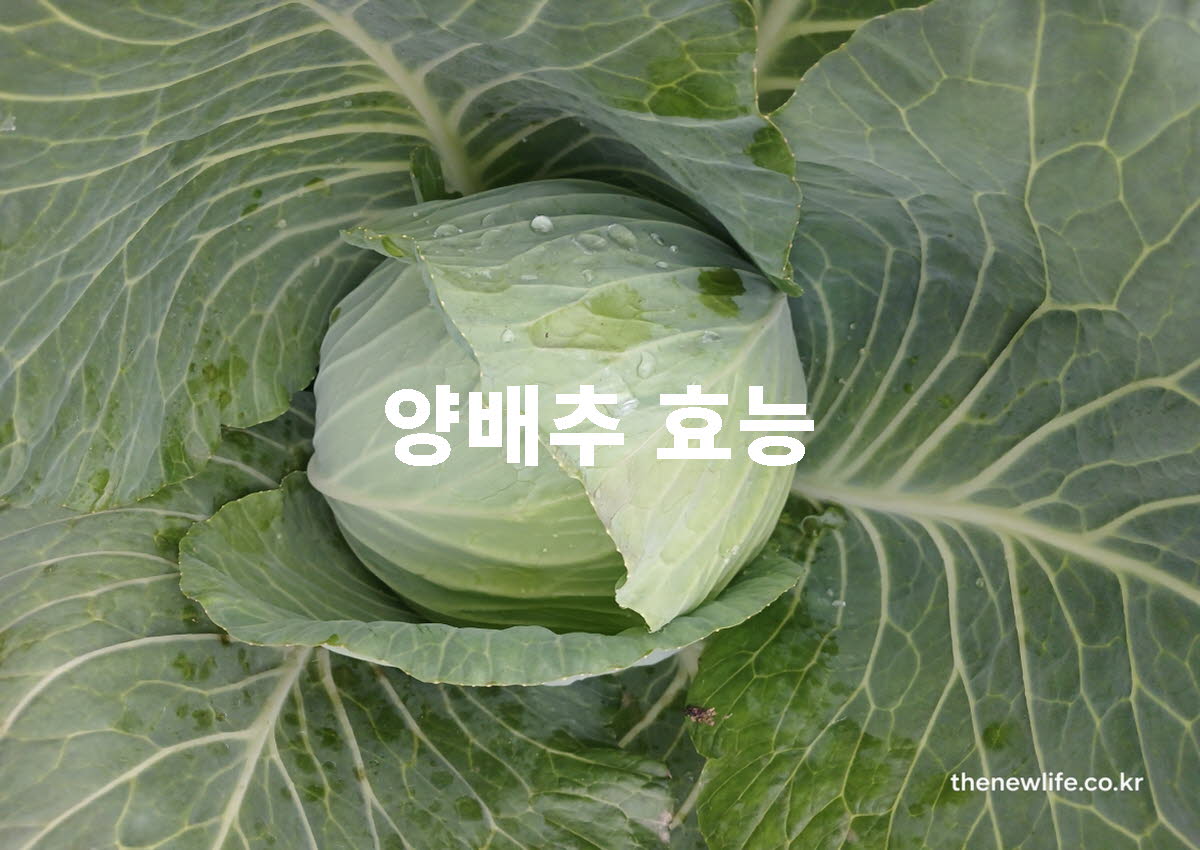 양배추 효능 대표 실사진