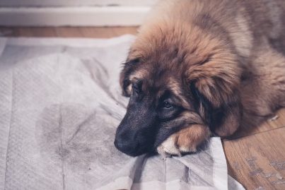 시무룩한 강아지