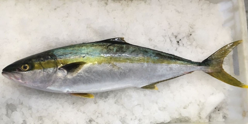 겨울-제철-방어,-기생충-걱정-없이-맛있게-먹는-법