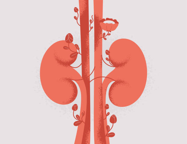 신장 고혈압 콩팥 안 좋으면 관리 이상 증사 검사 투석 이식 기능 이 위치 수치 혈압 CKD 만성 질환 네프론 미세 혈관 호르몬 신부전