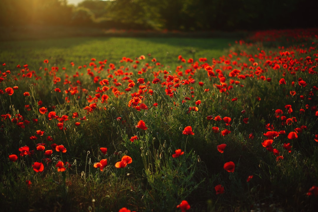 Poppy