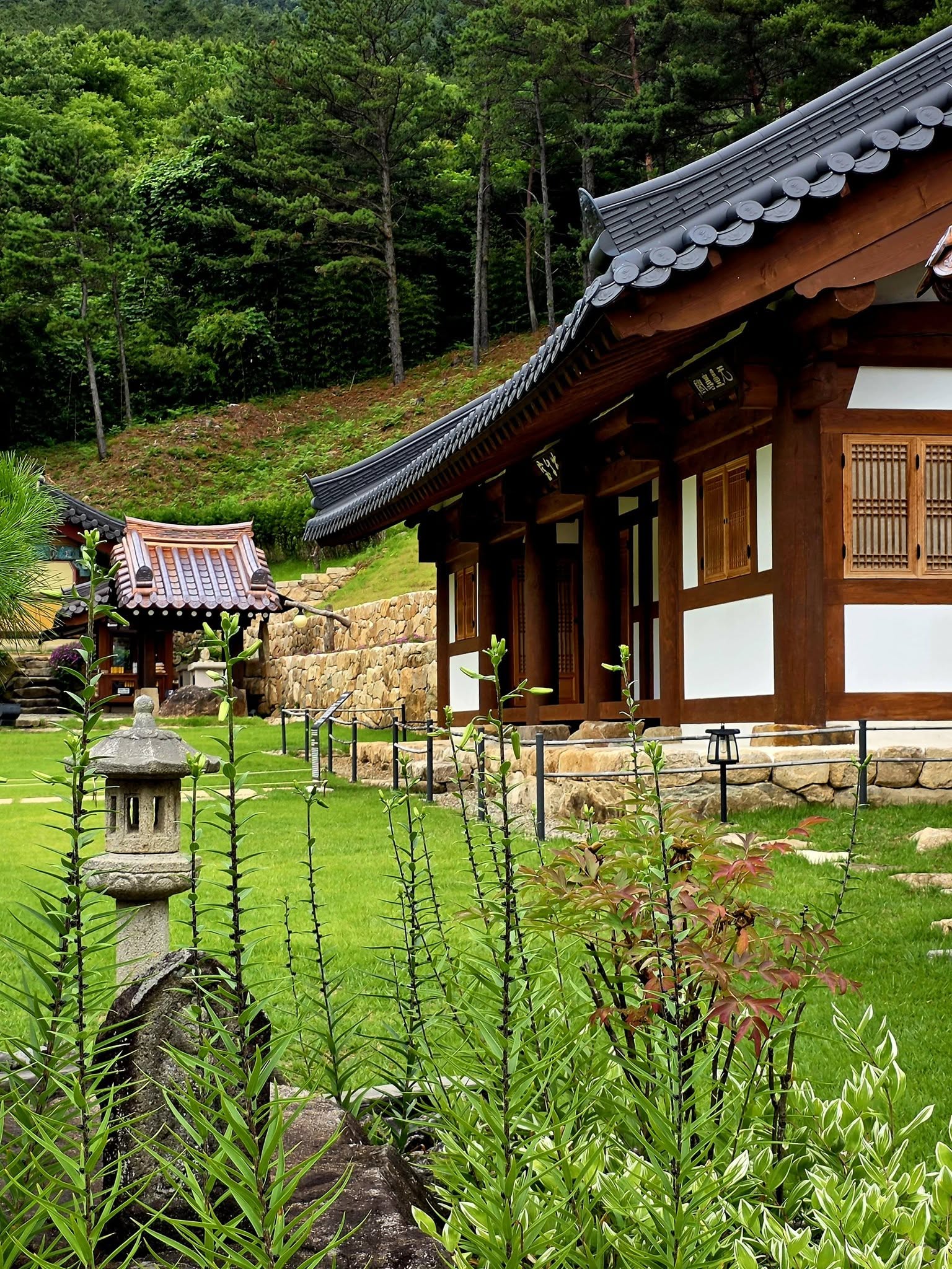 산청 수선사 연꽃 만개
