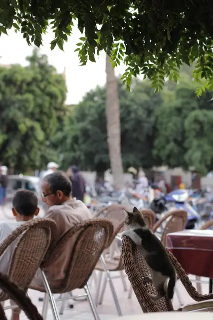 강아지 간 건강에 좋은 음식 TOP 10 