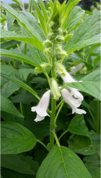 참깨 효능 파종 수확 보관 씻는 법까지 먹는 방법 총정리_17
