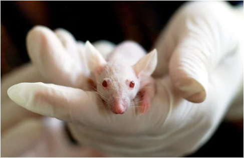 세계 실험동물의 날: 동물 실험의 윤리적 문제와 대체 실험 방법