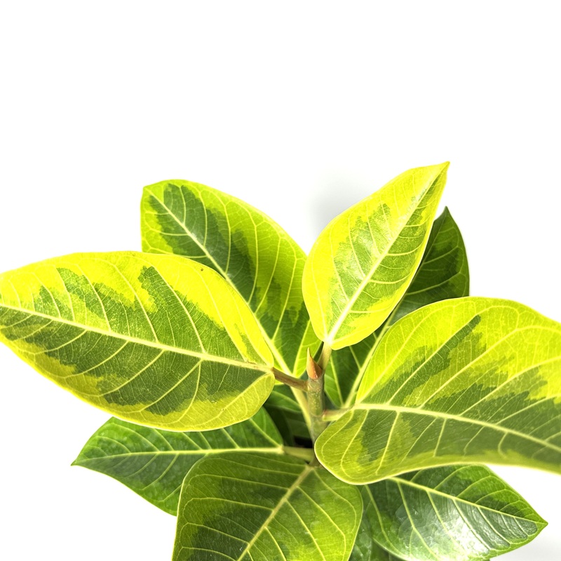 뱅갈고무나무 실내에서 키우기