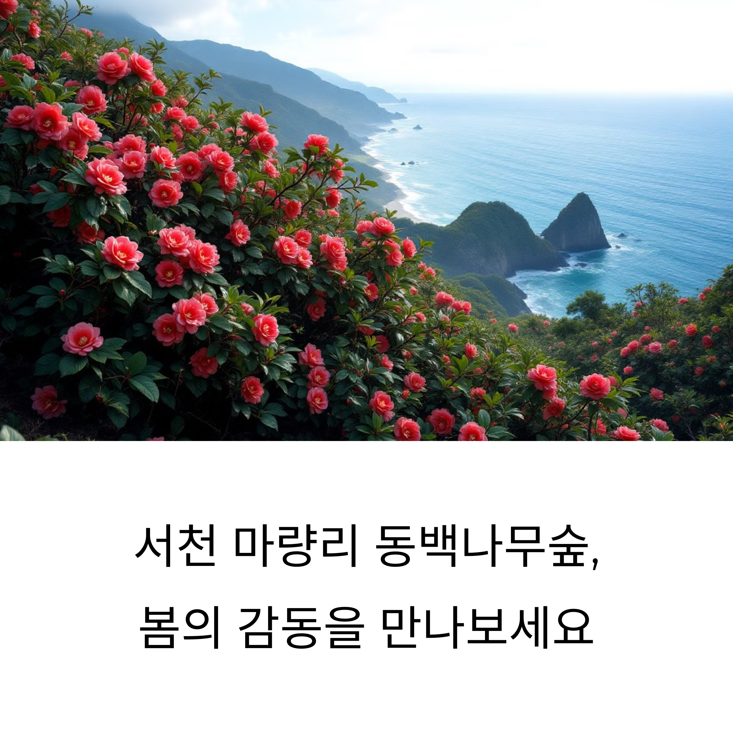 서천 마량리동백나무숲