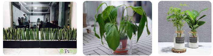 초보자용 화초