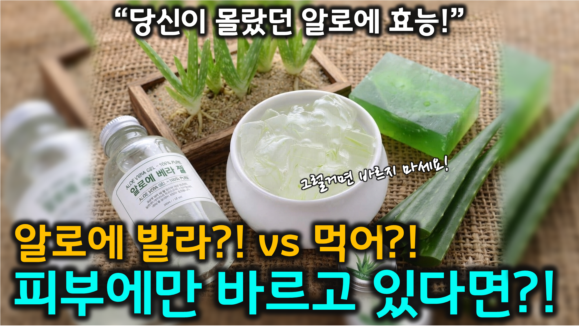 알로에 효능 (항암작용, 소화&middot;면역, 주의사항)