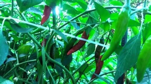 고추-청양고추-캡사이신-효능-효과