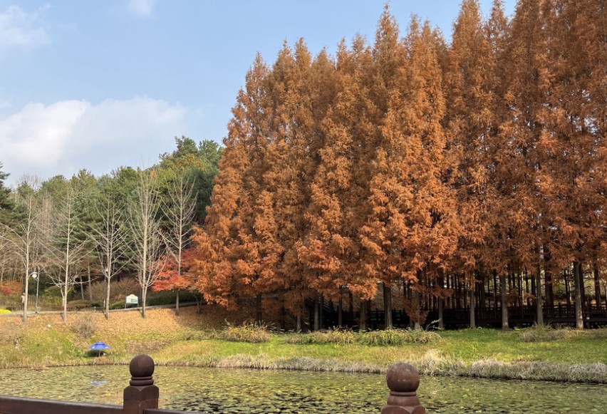 [단풍명소] 가을 여행지 베스트 50 - 서울, 경기도, 충남, 충북, 경북, 경남, 전남, 전북, 강원도, 제주