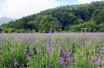 허브아일랜드 라벤더 축제 힐링존