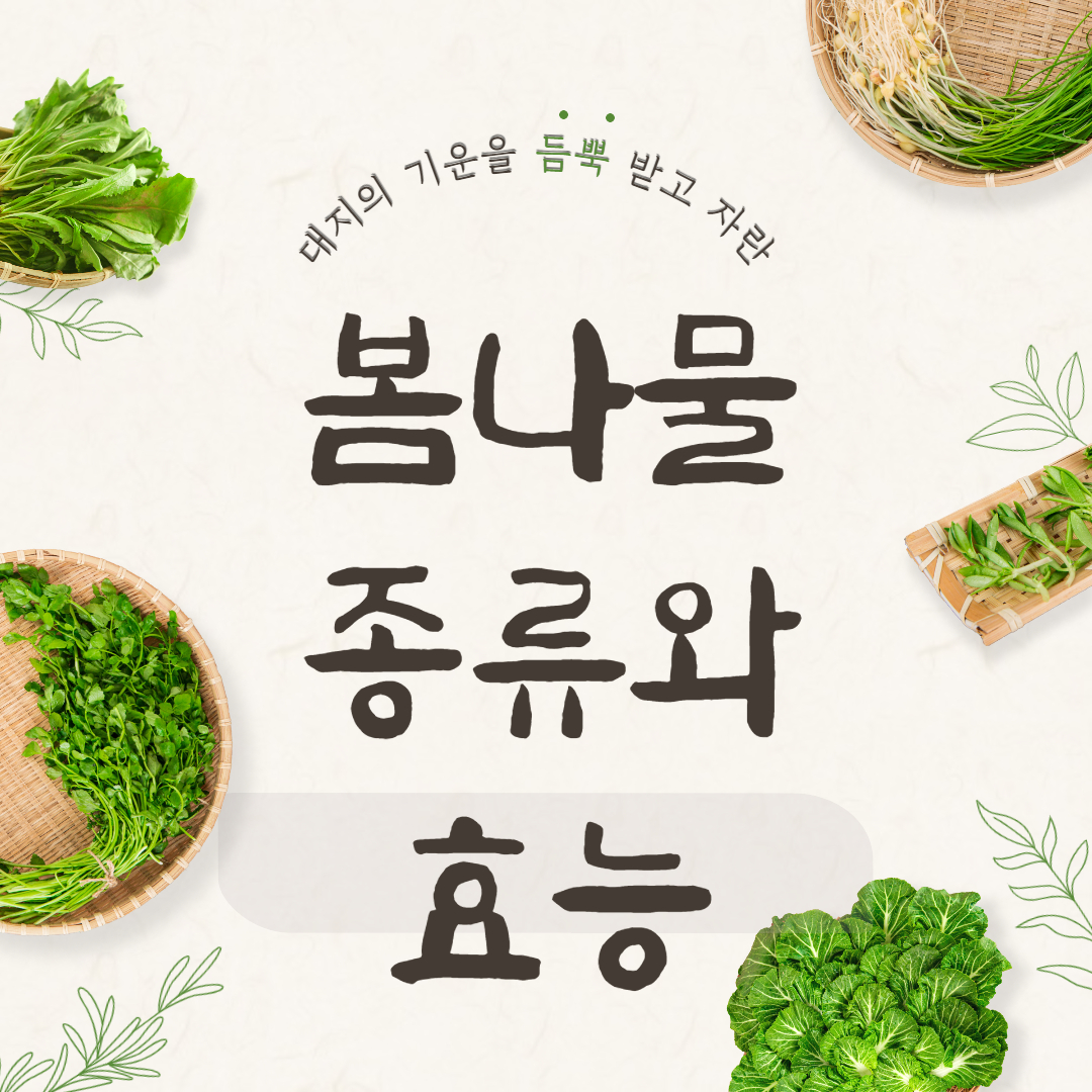 봄나물종류와효능 냉이 달래 쑥 두릅 씀바귀 머위 돌나물