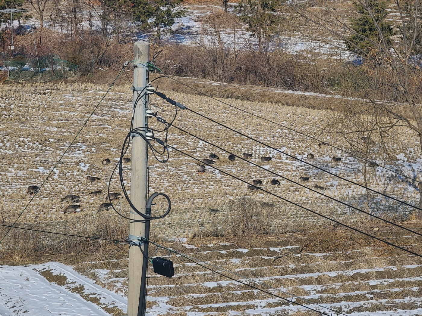 모이활동을 하는 쇠기러기들