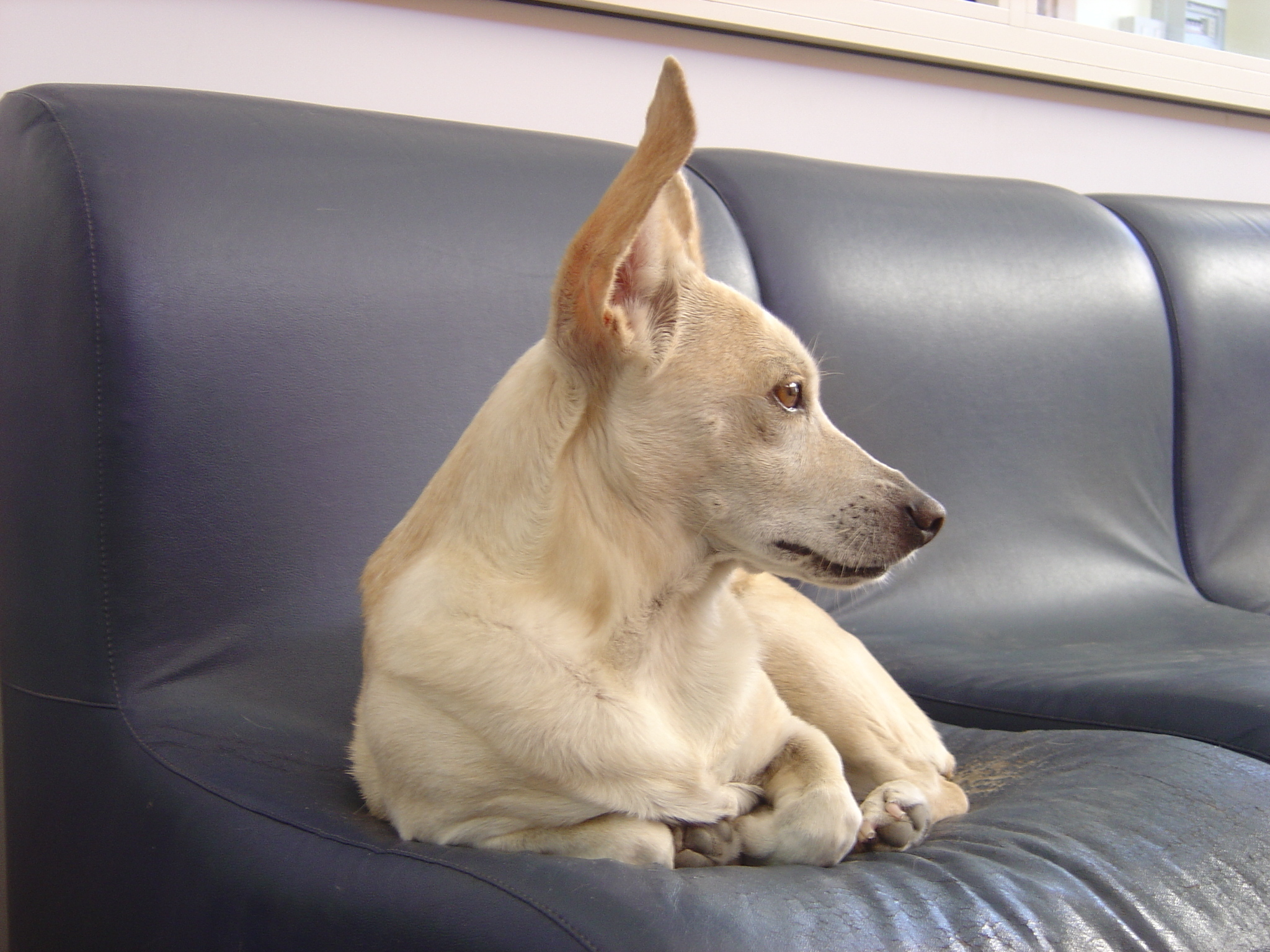 소파에 앉아있는 강아지