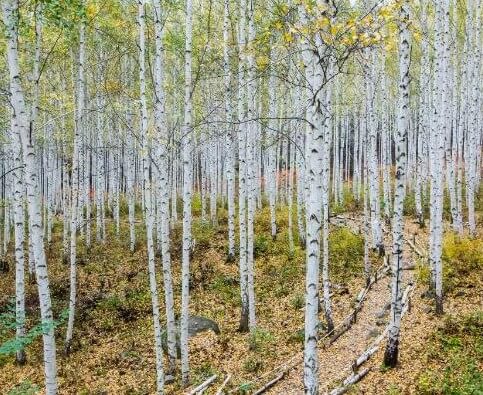 인제 자작나무 숲 사진