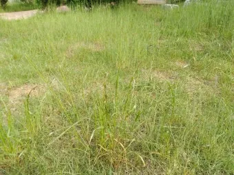 잡초 방제 전략 광폭멀칭 피복재 선발아 겨울관리_11