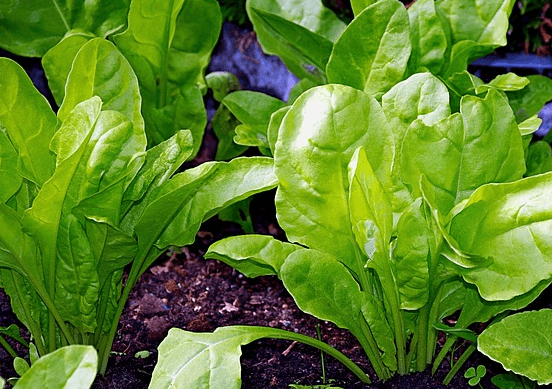 고동색 흙이 깔린 밭에 연두색의 파릇파릇한 근대들이 가지런히 심겨져 있다.
