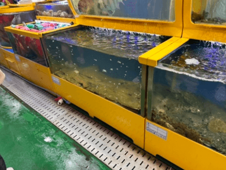 [6시 내고향] 삼척중앙시장&amp;#44; 참가자미 시장횟집&amp;#44; 문어 장호문어&amp;#44; 참나물메밀전 만득분식&amp;#44; 오징어 삼척대왕횟집&amp;#44; 멍게젓갈&amp;#44; 토마토 과일가게