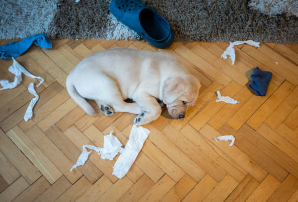 잔뜩 스트레스를 받은 강아지네요 ..