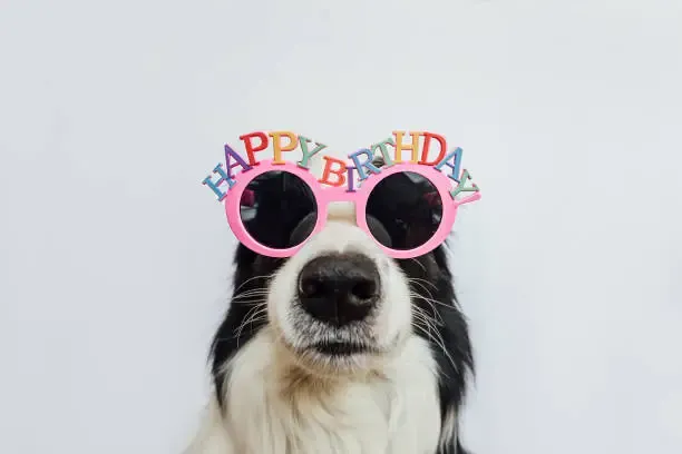 사위 생일 축하 메세지, 사위 생일 축하 문자