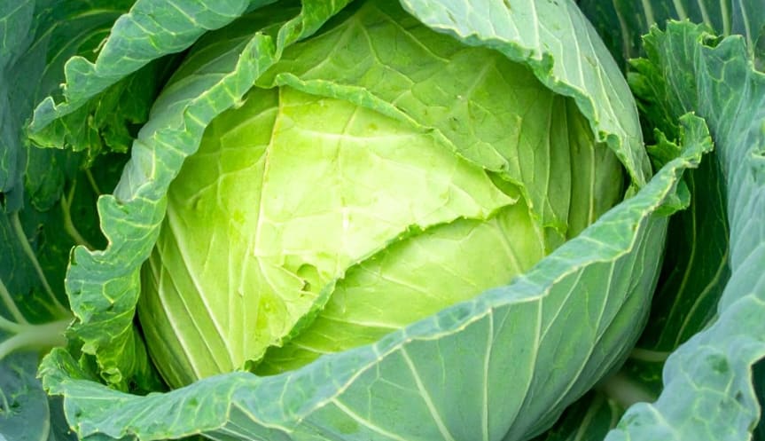 양배추 효능의 양배추5
