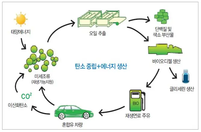 해양 미세조류 바이오디젤 생산 및 활용 메커니즘
