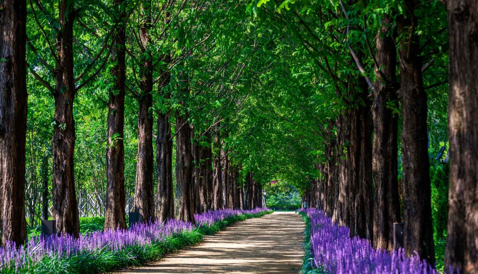 영천 우로지 자연생태공원 맥문동