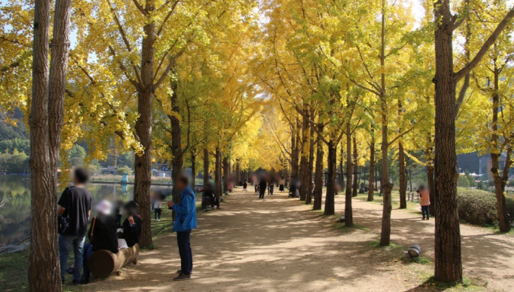 괴산 문광저수지 은행나무길