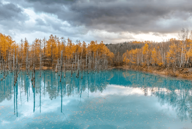 홋카이도 후라노·비에이 렌터카 vs 투어! 핵심 1일 코스