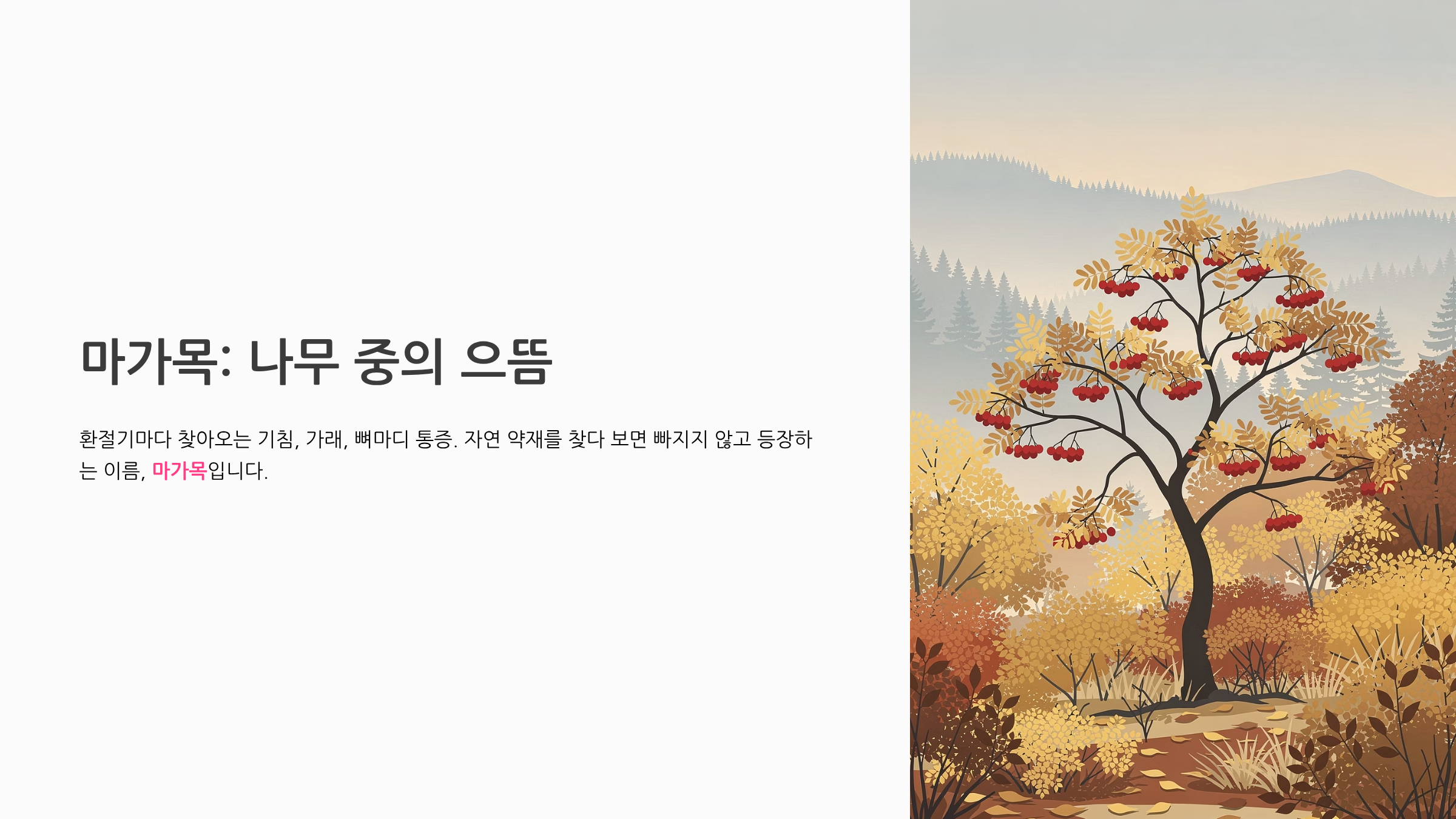 마가목 효능 부작용 완전정리 나무 중의 으뜸, 동의보감이 인정한 한국 토종 약재