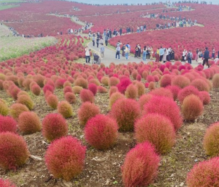 세계봄꽃여행지