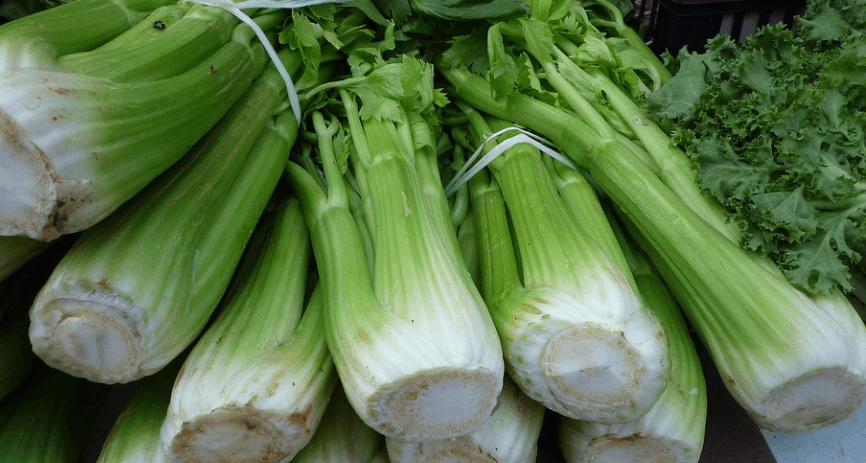 야채 셀러리 사진 - 05