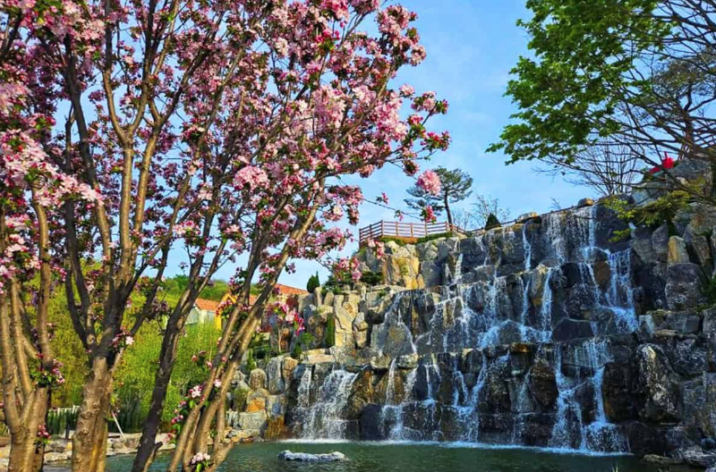 용인 자작나무숲