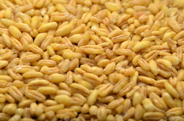 카무트 효소의 작용 원리와 우리 몸에 미치는 영향