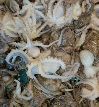 3월에 먹으면 좋은 제철 음식(봄철 음식) - 쭈꾸미편 (효능&amp;#44; 쭈꾸미가 들어가는 음식)