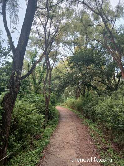 서울 맨발 걷기 좋은 장소 &ndash; 나무 사이로 굽이진 암사생태공원 숲속 맨발 걷기 좋은 장소